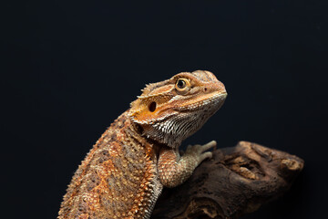 Bearded agama on a black background sitting on a wooden branch. Close-up. Black background. 