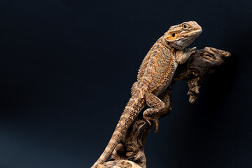 Bearded agama on a black background sitting on a wooden branch. Close-up. Black background. 
