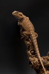 Bearded agama on a black background sitting on a wooden branch. Close-up. Black background. 
