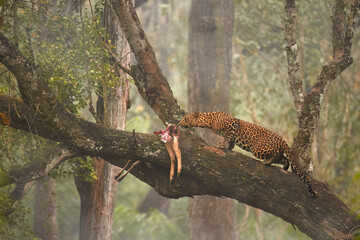 Indian leopard, Panthera pardus fusca, on a slanted tree branch approaches its prey hung in the tree, with a dense Kabini forest backdrop, India.
