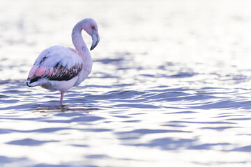 Greater flamingo (Phoenicopterus roseus) resting in water.