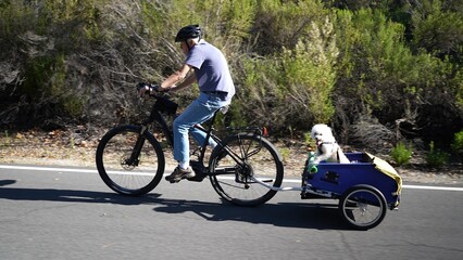 Side view of elderly senior man riding an e-bike biking on trail pulling a trailer with a cute white dog in it in Southern California. Filmed .