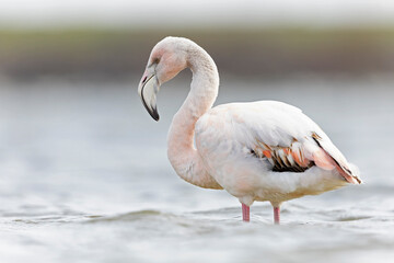 Greater flamingo (Phoenicopterus roseus) resting in water.