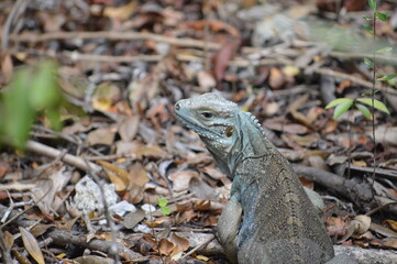 lizard on a tree