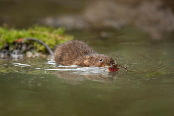 Water vole swims with a deceased animal in the water - obrazy, fototapety, plakaty