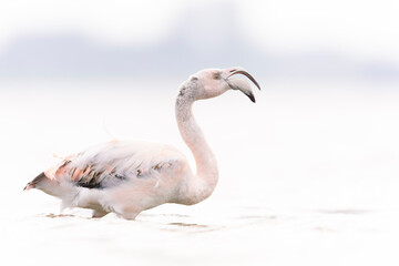 Greater flamingo (Phoenicopterus roseus) calling.