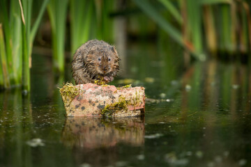 Water vole perched on a stone by a pond's edge