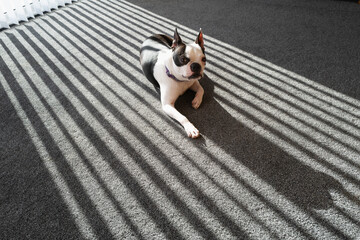 Boston Terrier dog lying on a grey carpet in the sunshine. The sun is behind her shining though vertical blinds casting a shadow on her and the floor