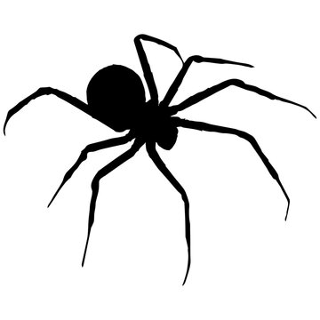 Spider, large and black. Spider silhouette.