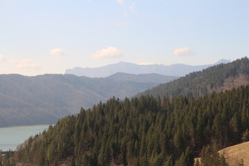 A forest of trees and mountains
