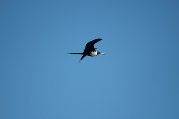 Fototapeta premium Albatros albatross
