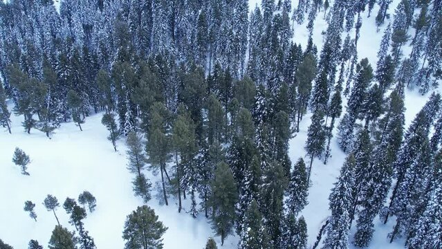 Top down aerial view of pine trees forest covered in snow during winter in the middle of Himalayan mountains at Malam Jabba Swat Khyber Pakhtunkhwa Pakistan