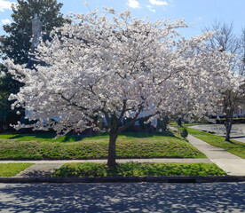 Spring blooming tree with white blossoms