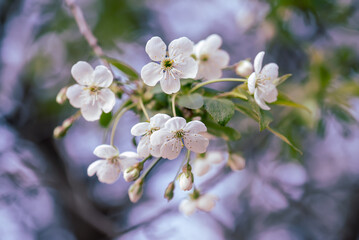 Cherry flowers frame - 766578064