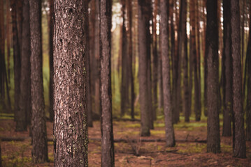 Dark pine forest