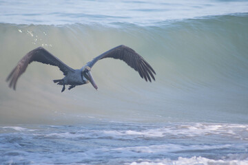 pelican pelicano
