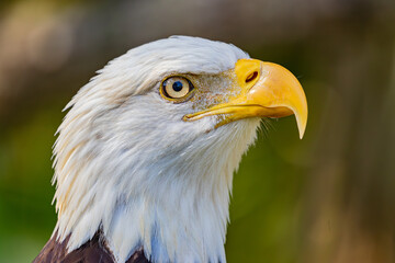 portrait of a eagle