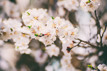 Apricot tree blossoms - 766580673