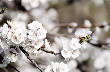 Apricot tree blossoms - 766581223