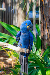 blue and yellow macaw