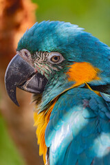 blue and yellow macaw