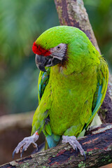 green winged macaw