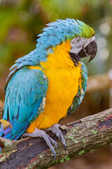 blue and gold macaw