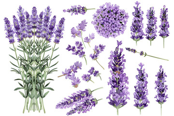 Lavender set of watercolor. Beautiful floral bouquets isolated on white background