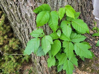 poison ivy vine