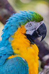 blue and yellow macaw