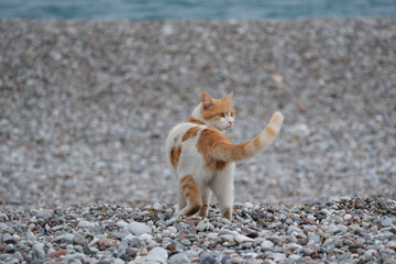 Fototapeta premium cat on the beach