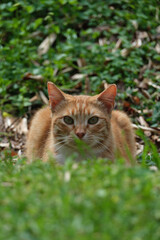 Naklejka na ściany i meble ginger cat in the grass