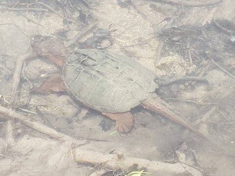 Snapping Turtle Swimming in Stream
