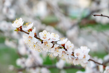 Apricot tree blossoms - 766582843