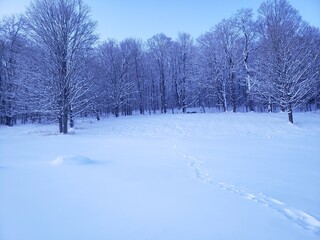 snow covered trees in winter