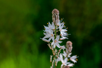 Asphodelus microcarpus - close up panorama of an onionweed