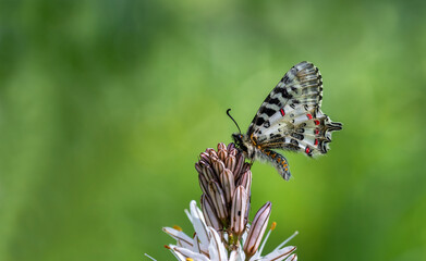 Forest scallop butterfly (Zerynthia cerisyi) on Asphodelus microcarpus plant