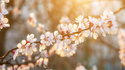 Apricot tree blossoms - 766583291