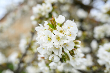 white cherry blossom on tree in spring time