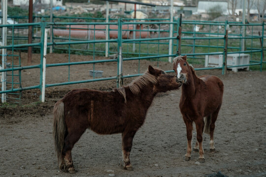 Escuela equitaci&oacute;n, dos ponis bes&aacute;ndose, cari&ntilde;o pareja, cuidado animal