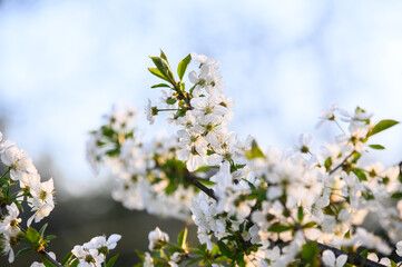 white cherry blossom on tree in spring time