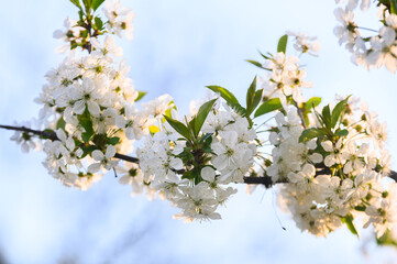 white cherry blossom in spring time