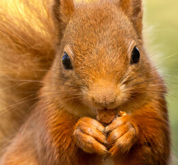 Cute little scottish red squirrel in the forest