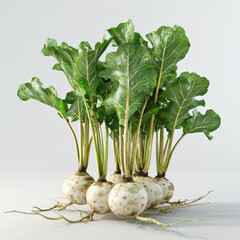 a lots of turnip, White background, 4k quality Job ID: 5bd8a068-28c6-4701-a496-49vegetable, turnip, food, isolated, leaf, plant, fresh, organic, raw, ingredient, healthy, white, root, celeryfadf02df17