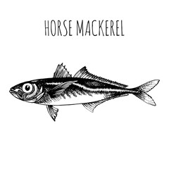Horse mackerel, commercial sea fish. Engraving, hand-drawn sketch. Vintage style. Can be used to design menus, fish labels and price tags, presentation of seafood and canned seafood.