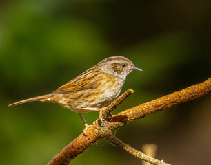 Dunnock or hedge sparrow, perched on a branch