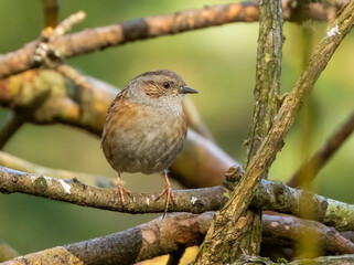Dunnock or hedge sparrow, perched on a branch