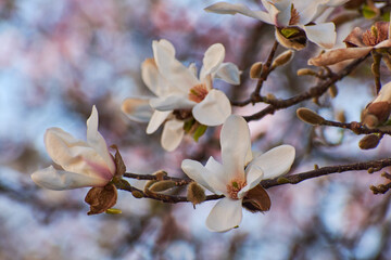 Magnolia flower blooming in the spring in the city