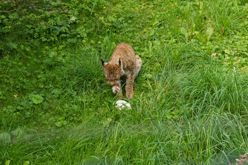 Lynx eats a rabbit on green grass in the forest. © Dzmitry