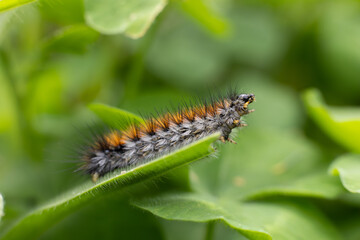 Caterpillar on a leaf